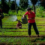 Local farmers tending to crops in a field in Cimahi, West Java, Indonesia.