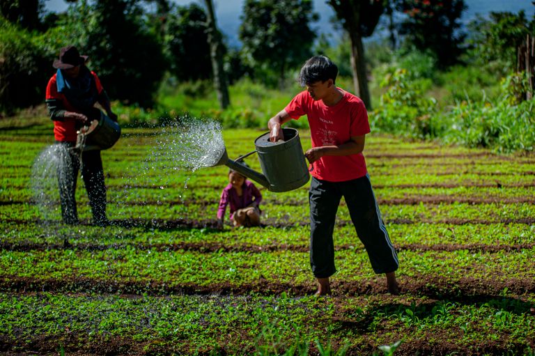 Local farmers tending to crops in a field in Cimahi, West Java, Indonesia.