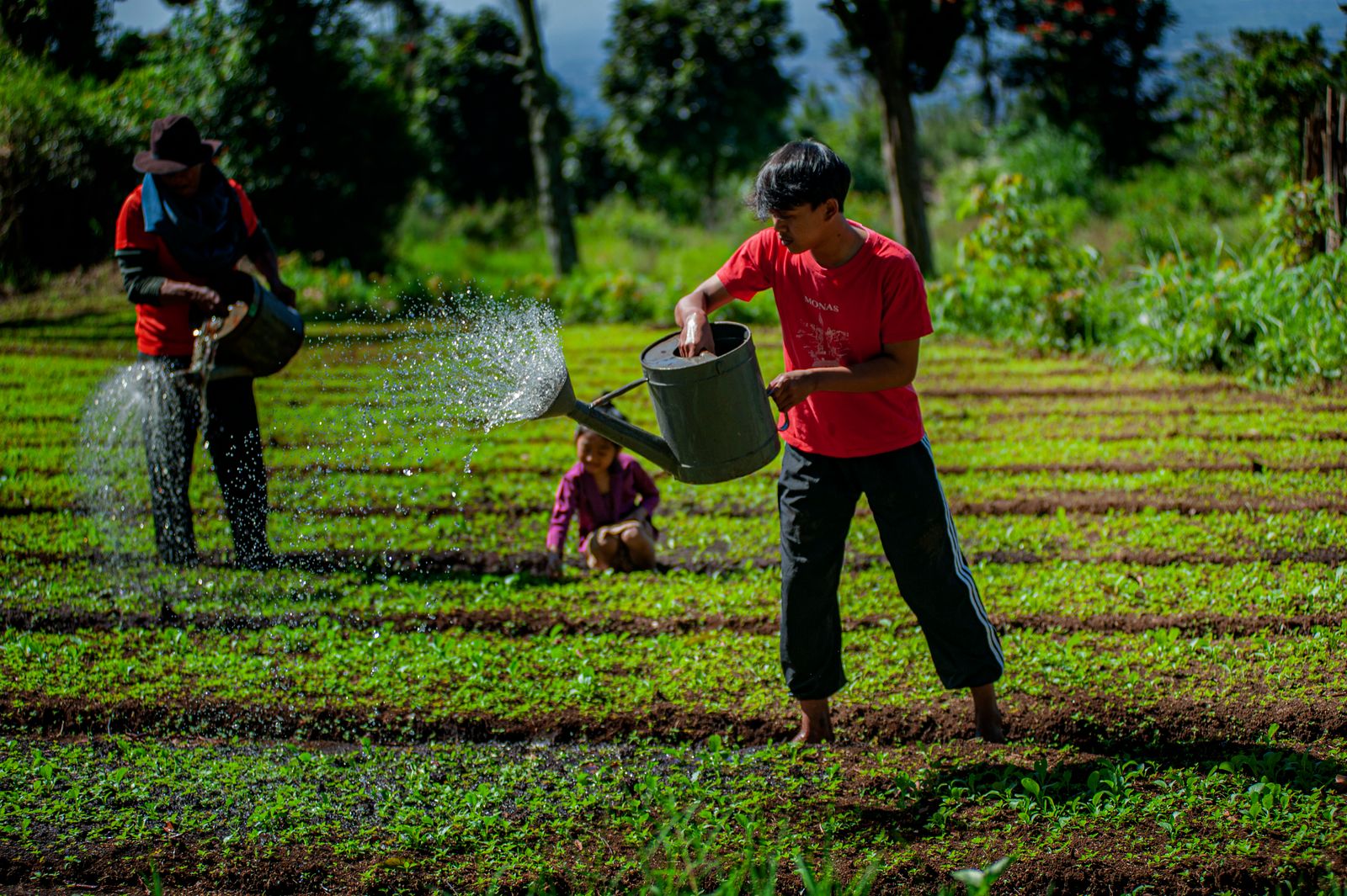 Local farmers tending to crops in a field in Cimahi, West Java, Indonesia.