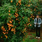 Smiling photographer standing in a vibrant lychee orchard holding a camera.