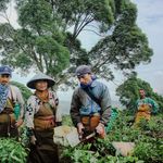 Tea farmers in lush West Java plantation working amidst greenery and trees, showcasing traditional farming methods.