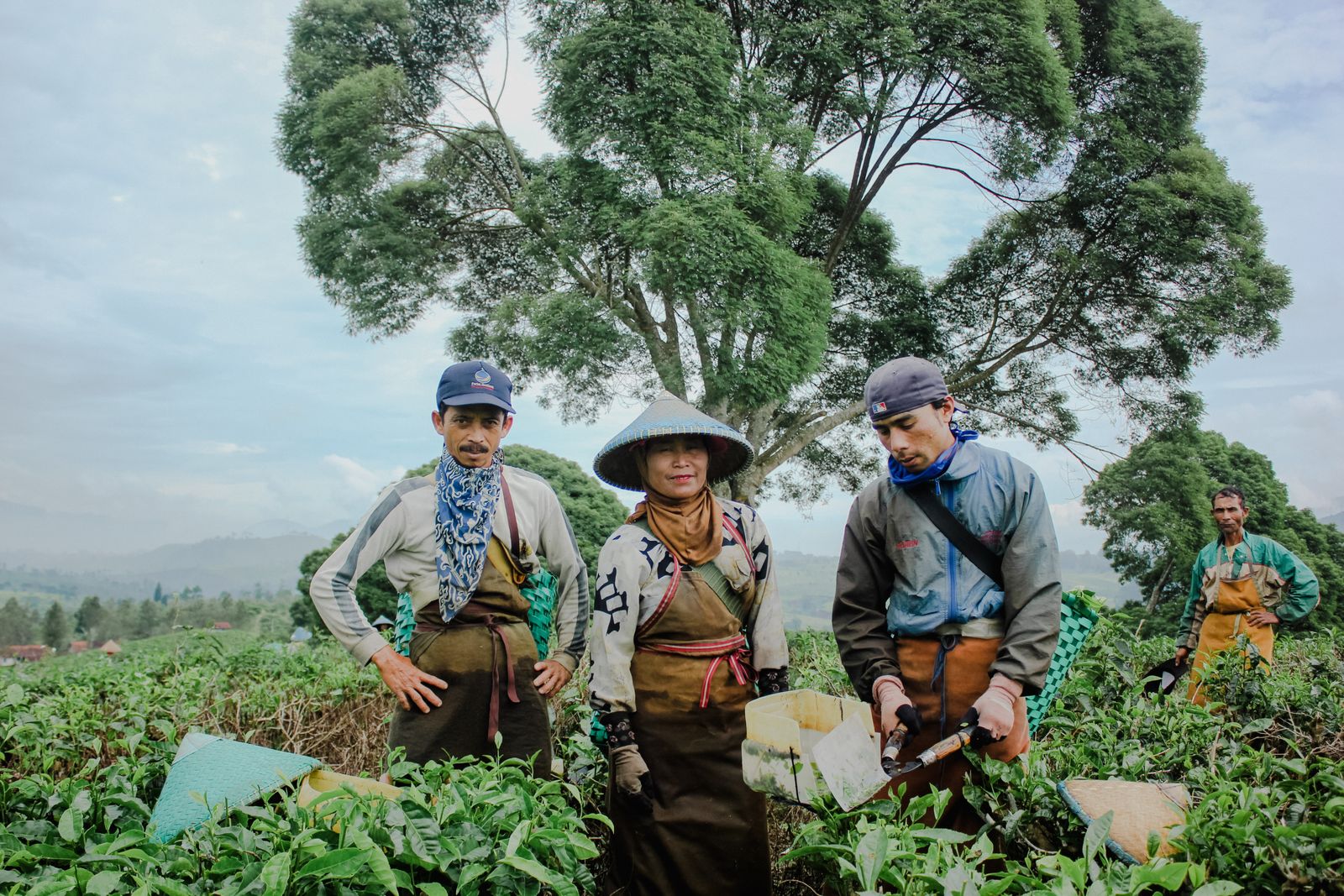 Tea farmers in lush West Java plantation working amidst greenery and trees, showcasing traditional farming methods.