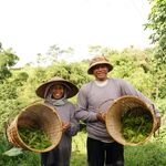 Two smiling farmers showcasing their leafy harvest in the lush fields of Bali, Indonesia.