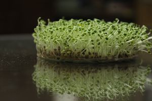 Vibrant green sprouts with roots on a reflective surface, showcasing fresh growth.