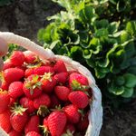 Vibrant strawberries freshly picked and held in a woven basket in a garden setting.