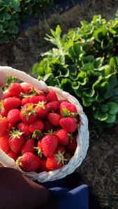 Vibrant strawberries freshly picked and held in a woven basket in a garden setting.