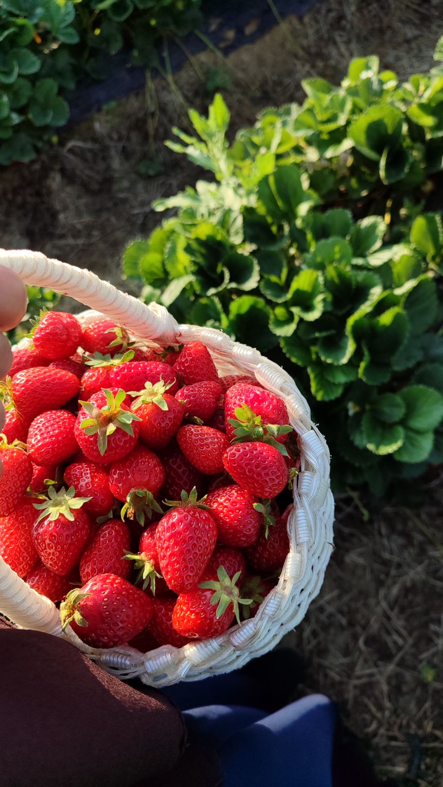 Vibrant strawberries freshly picked and held in a woven basket in a garden setting.