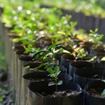 Young seedlings growing in bags in an outdoor plant nursery.
